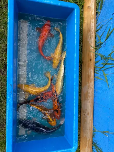 Koi mit unterschiedlichen Farben und Zeichnungen