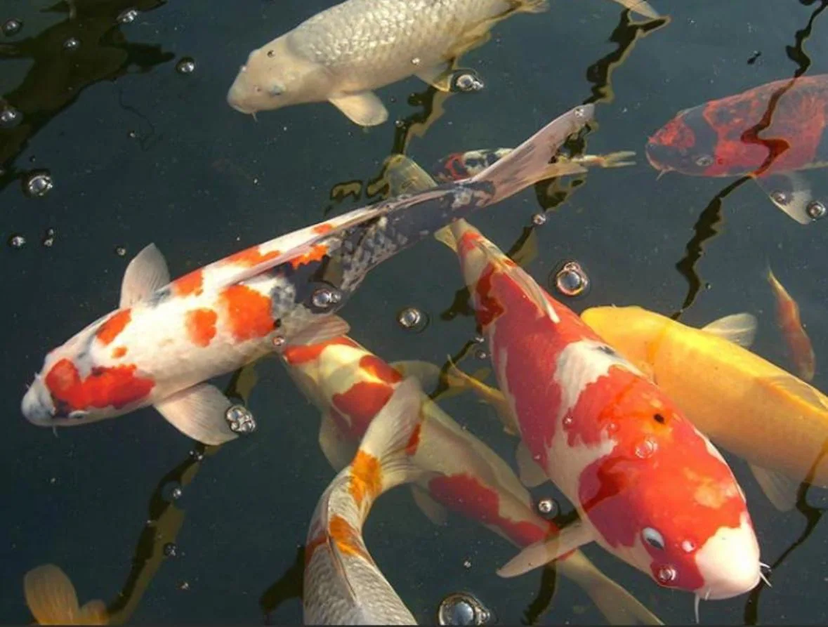 Koi mit verschiedenen Farben und Zeichnungen im Wasser