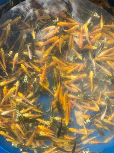 Koi mit unterschiedlichen Farben und Zeichnungen