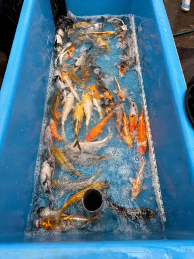 Koi mit unterschiedlichen Farben und Zeichnungen