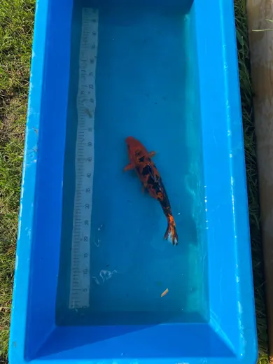 Koi mit unterschiedlichen Farben und Zeichnungen