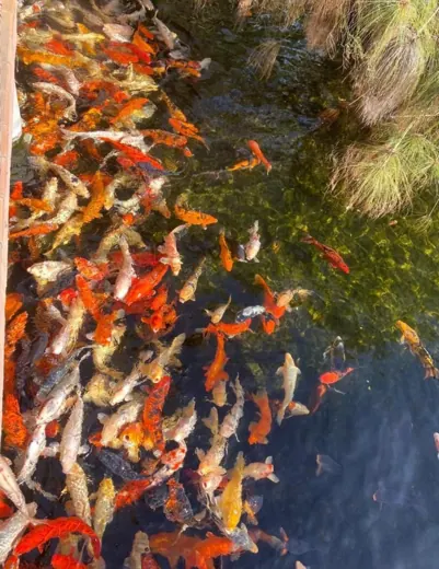 Koi mit unterschiedlichen Farben und Zeichnungen