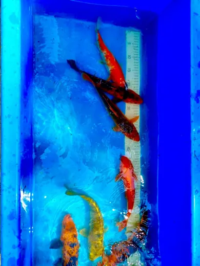 Koi mit unterschiedlichen Farben und Zeichnungen