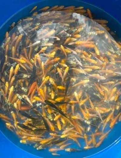 Koi mit unterschiedlichen Farben und Zeichnungen