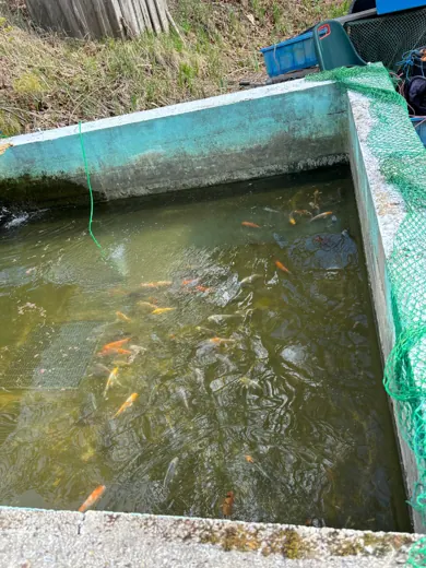 Koi mit unterschiedlichen Farben und Zeichnungen