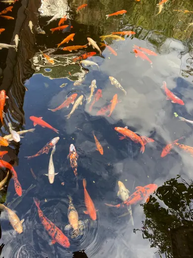 Koi mit unterschiedlichen Farben und Zeichnungen