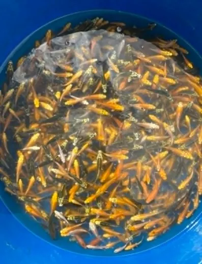Koi mit unterschiedlichen Farben und Zeichnungen