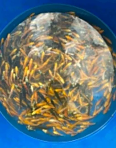 Koi mit unterschiedlichen Farben und Zeichnungen