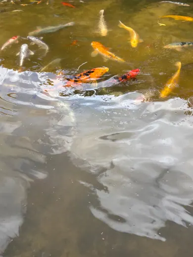 Koi mit unterschiedlichen Farben und Zeichnungen