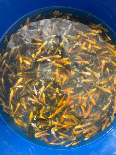 Koi mit unterschiedlichen Farben und Zeichnungen