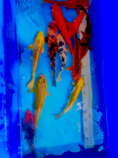 Koi mit unterschiedlichen Farben und Zeichnungen