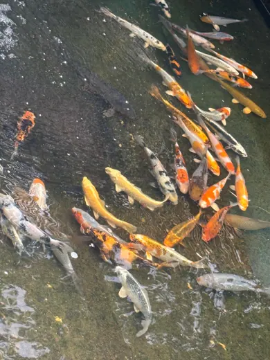 Koi mit unterschiedlichen Farben und Zeichnungen
