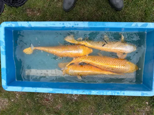 Koi mit unterschiedlichen Farben und Zeichnungen