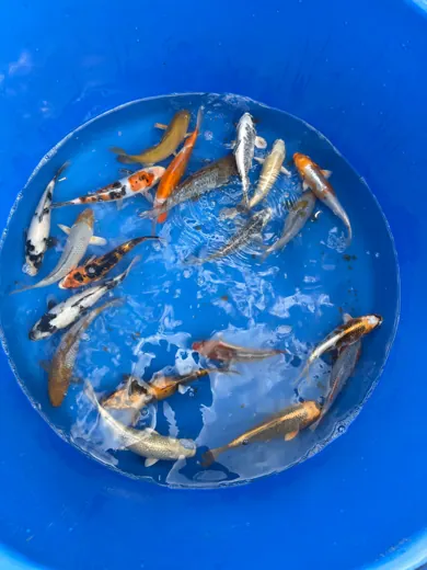 Koi mit unterschiedlichen Farben und Zeichnungen