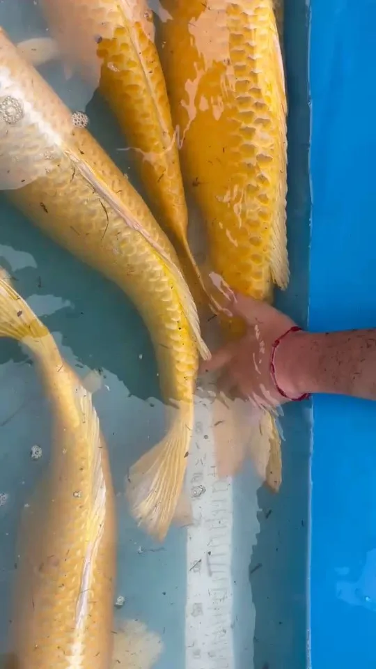 Koi im Wasser – Video von der Koifarm Krumbach
