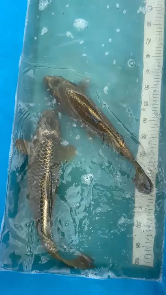 Koi im Wasser – Video von der Koifarm Krumbach