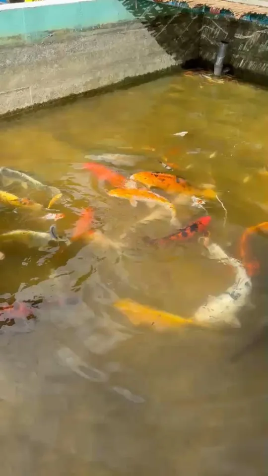 Koi im Wasser – Video von der Koifarm Krumbach