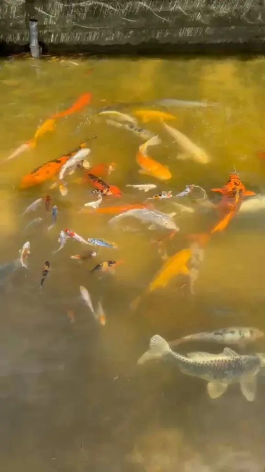 Koi im Wasser – Video von der Koifarm Krumbach
