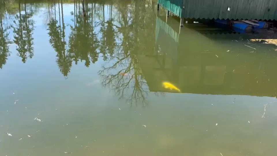 Koi im Wasser – Video von der Koifarm Krumbach