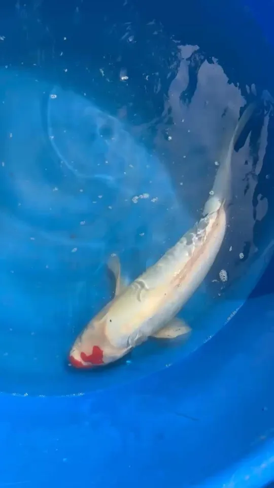 Koi im Wasser – Video von der Koifarm Krumbach