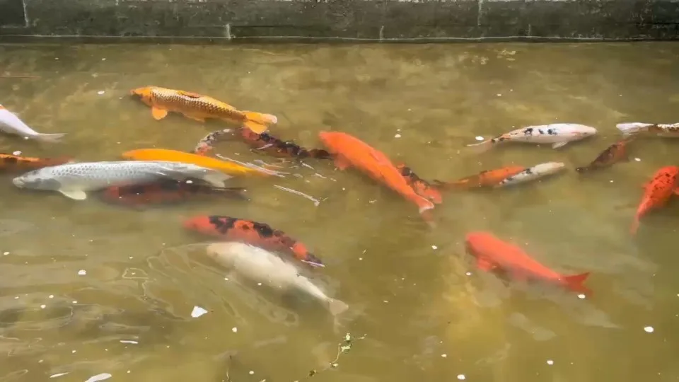 Koi im Wasser – Video von der Koifarm Krumbach