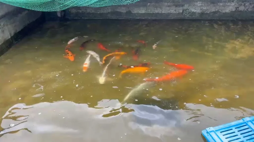 Koi im Wasser – Video von der Koifarm Krumbach