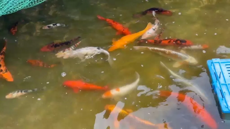 Koi im Wasser – Video von der Koifarm Krumbach