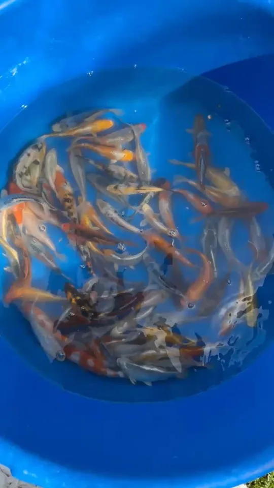 Koi im Wasser – Video von der Koifarm Krumbach