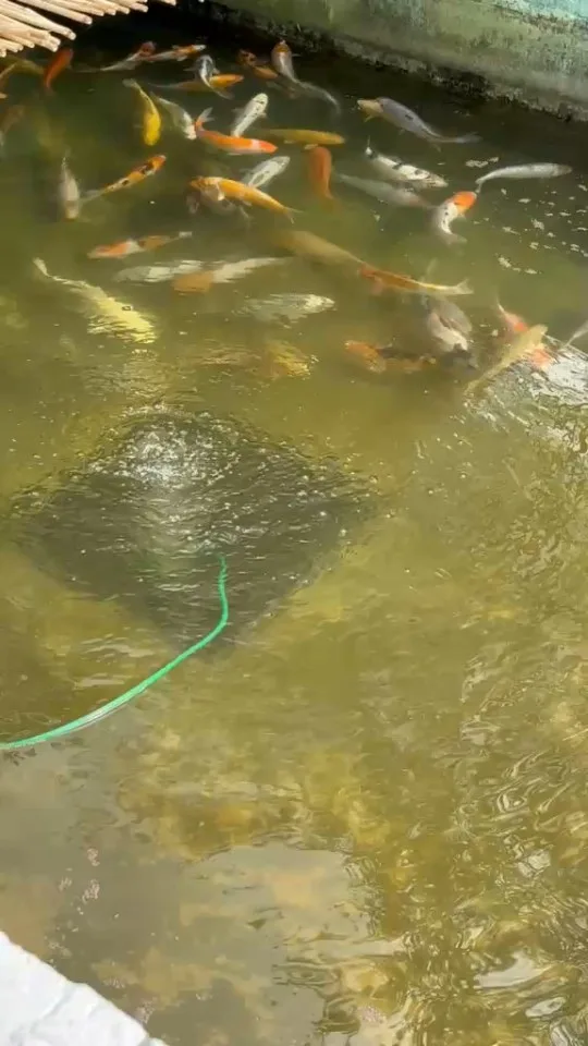 Koi im Wasser – Video von der Koifarm Krumbach