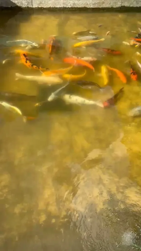 Koi im Wasser – Video von der Koifarm Krumbach