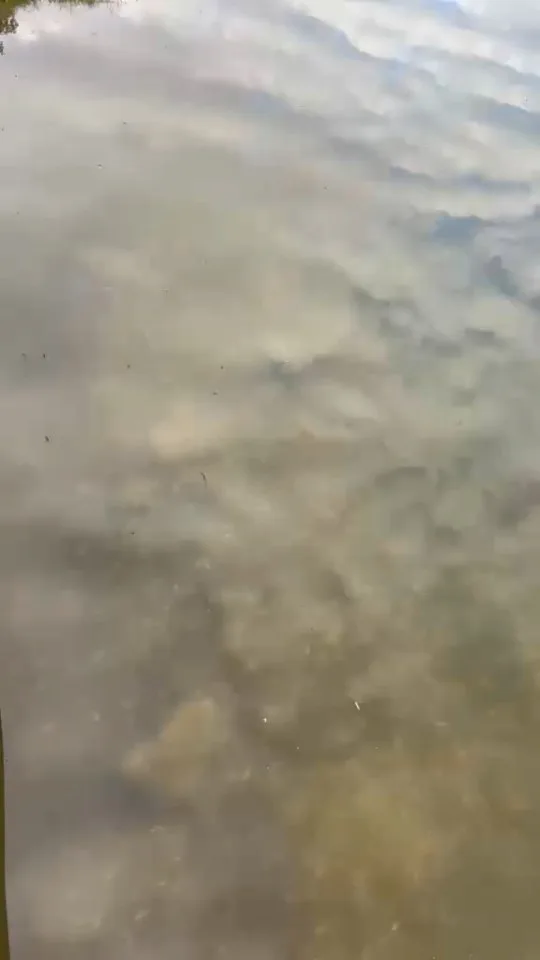 Koi im Wasser – Video von der Koifarm Krumbach
