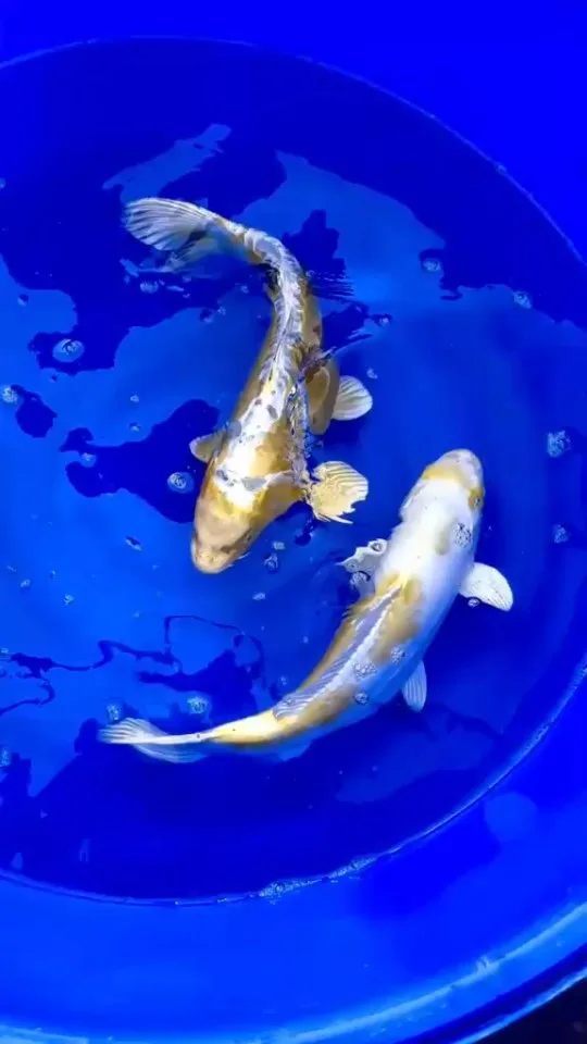 Koi im Wasser – Video von der Koifarm Krumbach