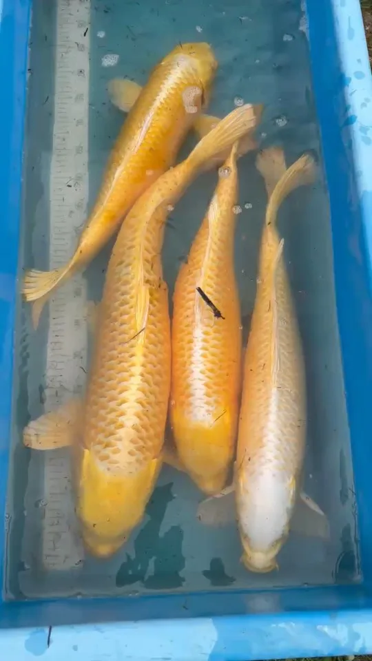 Koi im Wasser – Video von der Koifarm Krumbach