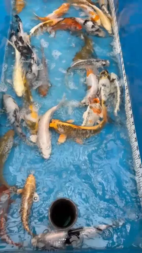 Koi im Wasser – Video von der Koifarm Krumbach