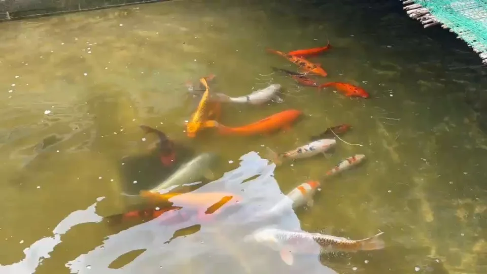 Koi im Wasser – Video von der Koifarm Krumbach