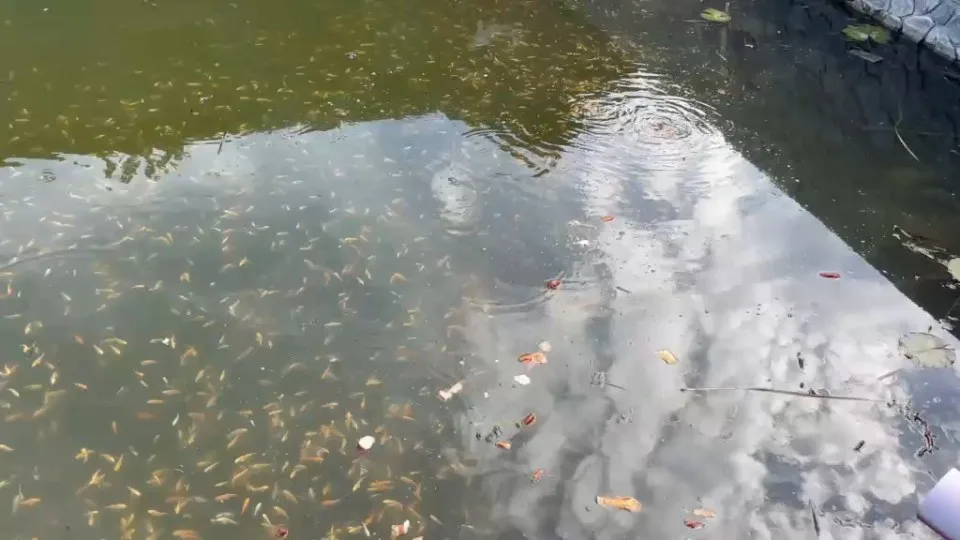 Junge Koi in Bewegung – Video von der Koifarm Krumbach