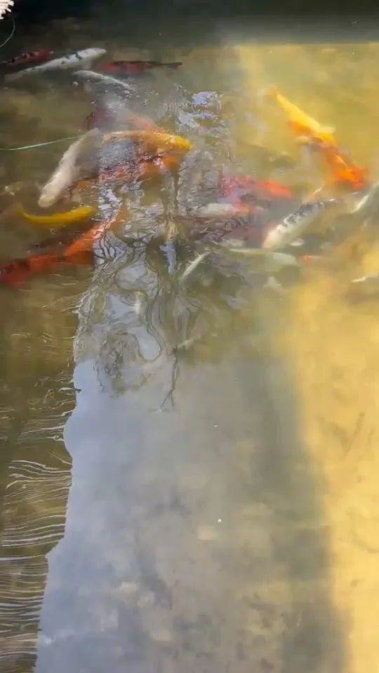 Koi im Wasser – Video von der Koifarm Krumbach