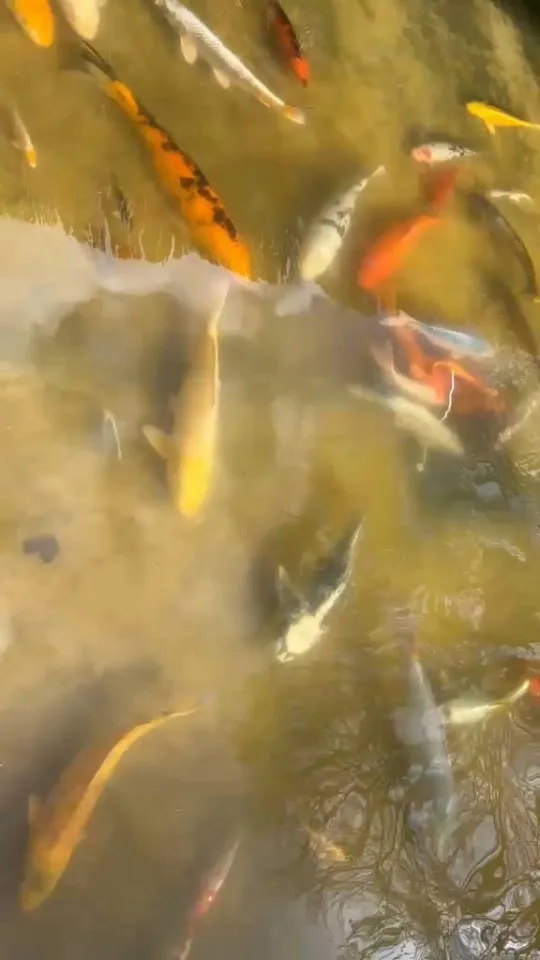 Koi im Wasser – Video von der Koifarm Krumbach