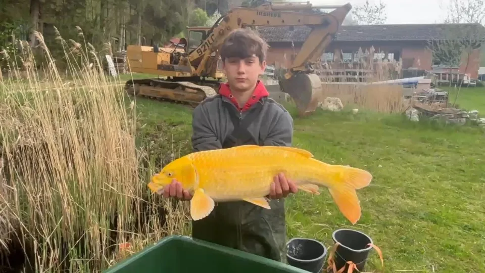 Ein Koi aus der Nähe – Video von der Koifarm Krumbach