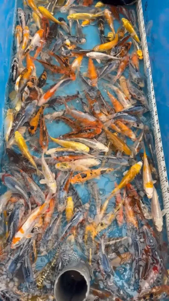 Koi im Wasser – Video von der Koifarm Krumbach