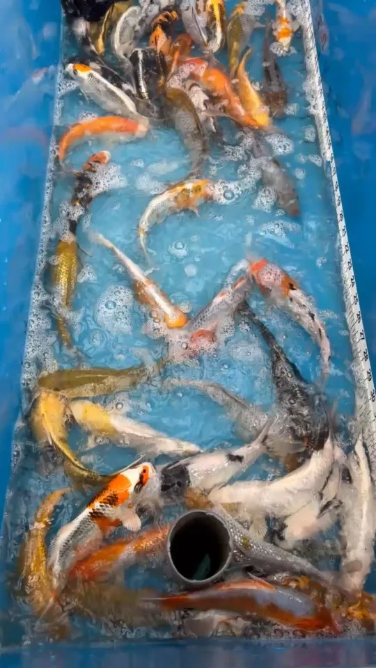 Koi im Wasser – Video von der Koifarm Krumbach
