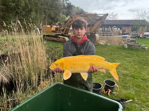 Ein junger Züchter mit einem goldgelben Koi am Teich