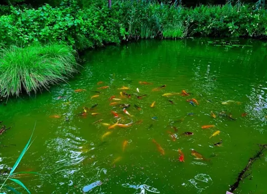 Wasser, Ufer und Natur rund um die Koifarm Krumbach