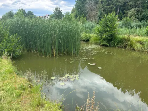 Wasser, Ufer und Natur rund um die Koifarm Krumbach