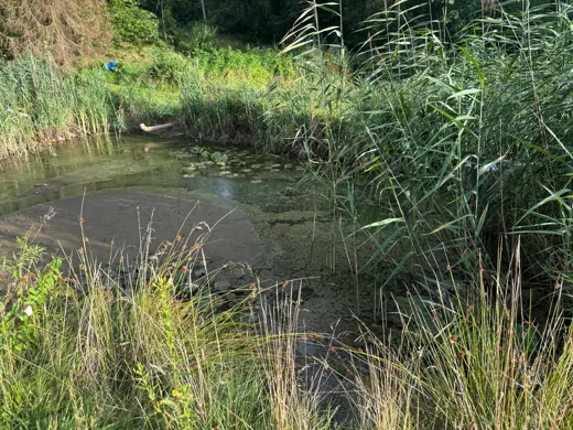 Wasser, Ufer und Natur rund um die Koifarm Krumbach