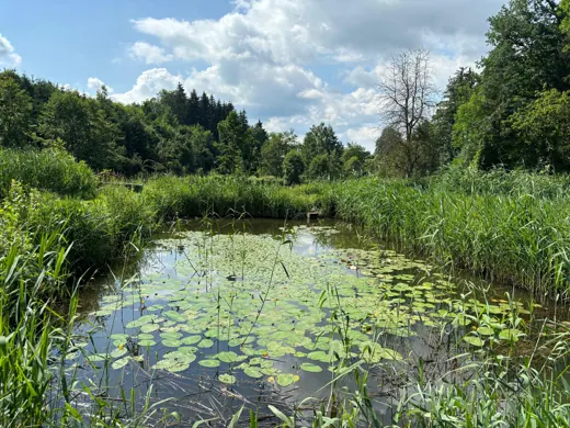 Seerosen und Schilf an einem Naturteich der Koifarm