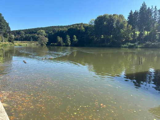 Wasser, Ufer und Natur rund um die Koifarm Krumbach