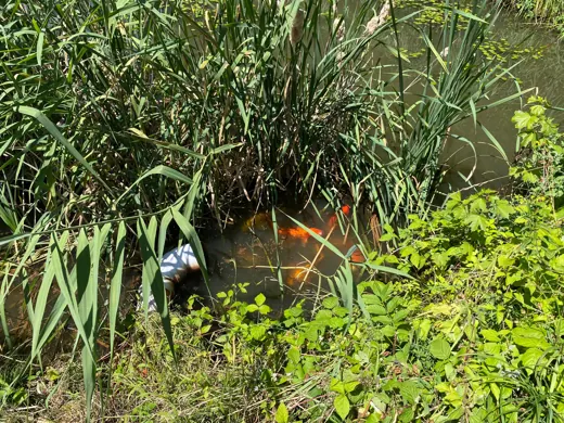 Wasser, Ufer und Natur rund um die Koifarm Krumbach