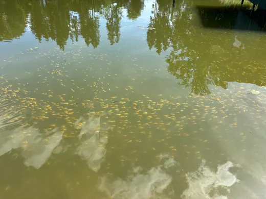 Wasser, Ufer und Natur rund um die Koifarm Krumbach