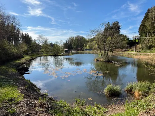 Naturteich mit Spiegelungen von Bäumen und Wolken